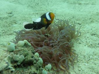 Symbiotic mutualisms between Clownfish and anemone on the dive site White Rock on Koh Tao