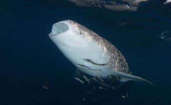 Whale Shark, Shark island, Koh Tao, Thailand. Photo by Alex Rush.