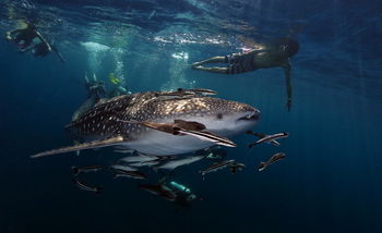 Whale Shark. White rock, Koh Tao, Thailand. Photo by Alex Rush