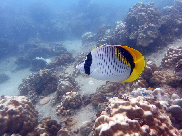 Lined butterfly fish