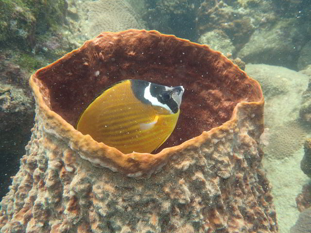 Weibels butterfly fish