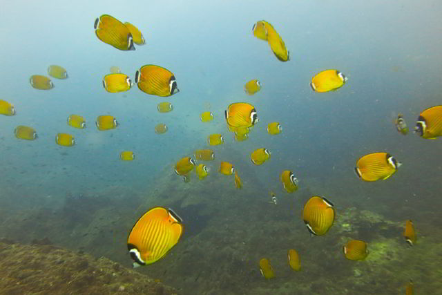 Weibels butterfly fish, Shark island, Koh Tao