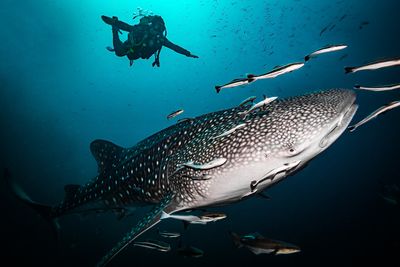 Scuba Diving on Samui