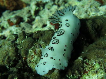 nudibranchs 