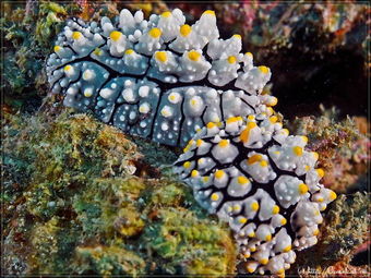 Nudibranchs