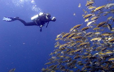 One day dive tour from Koh Samui to Koh Tao  for cetified divers