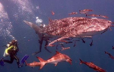 Two-days dive trip from Koh Samui to Koh Tao for cetified divers