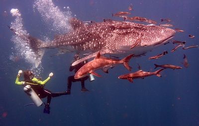 Fun Diving packages on Koh Tao for Certified divers
