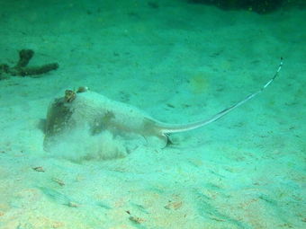 Diving Koh Samui jenkins stingray