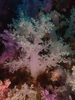 Koh Tao softcoral on shark island