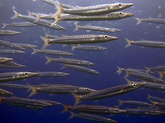 Amazing marine life in Koh Tao: Yellowtail barracuda on Green Rock dive site. Usualy they could be seen on the west side of the rock