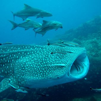 Whaleshark on the divesite Chumphon Pinnacle