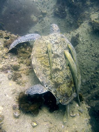 Diving in Koh Tao and Samui gives you an opportunity to swim with awesome Green turtle, for example at White Rock dive site