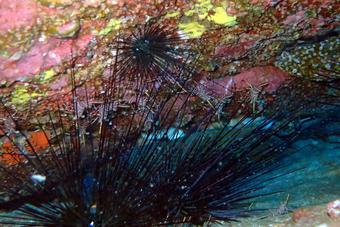 long needles of sea urchins