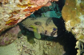 There are many different fish you can see on your night dive on Koh Tao – for example, Pufferfish