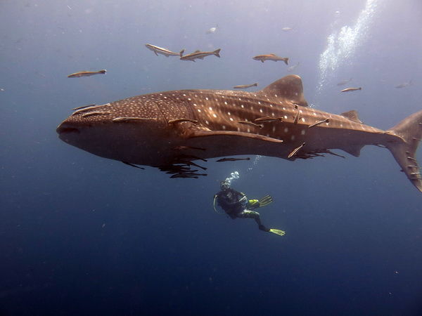 PADI Advanced Open Water Diver in Koh Tao Island - Scuba Birds Dive Center